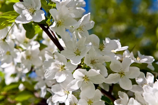Apple-tree in color 2
