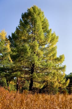 Autumn larch