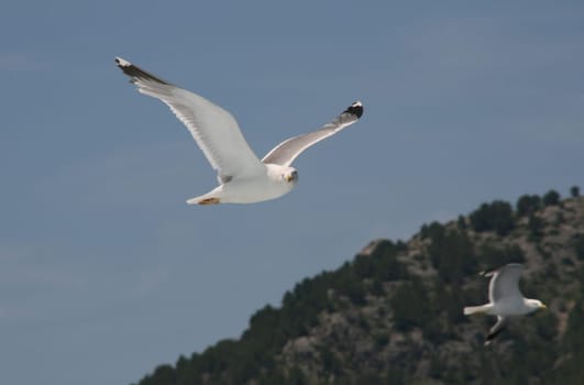 Mediterranean Gull 7