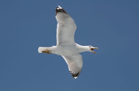 Mediterranean Gull 8