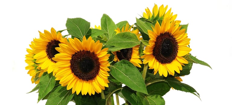 Sunflower bouquet