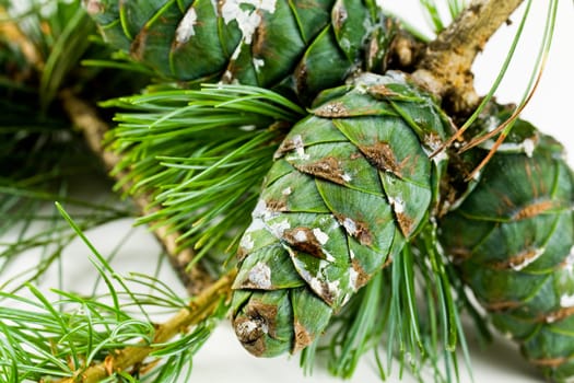 Green pine cones with tree resin