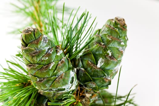 Green pine cones with tree resin