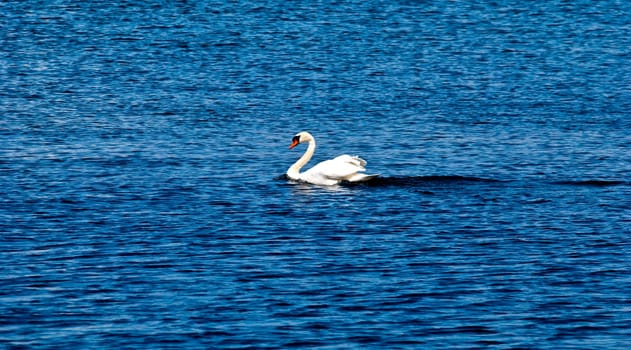 Swan