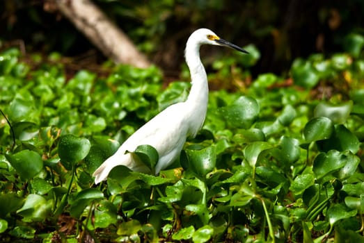 White Egret
