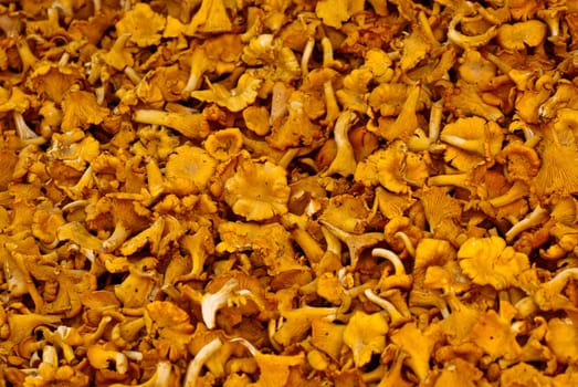 yellow chanterelle