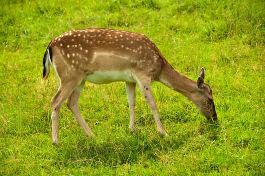 Fallow deer