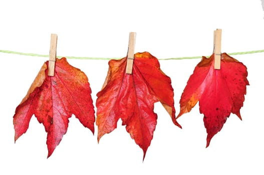 3 autumn leaves