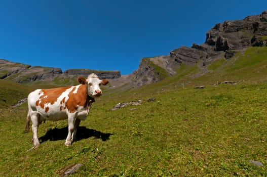 Simmental Cow I