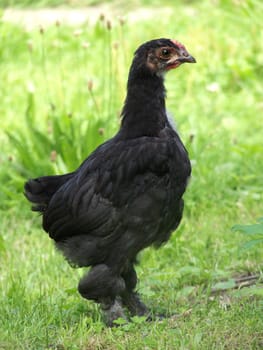 A giant Brahma chick but it can already be seen on the comb it will be a rooster