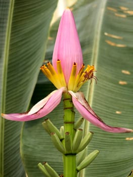 Banana plant