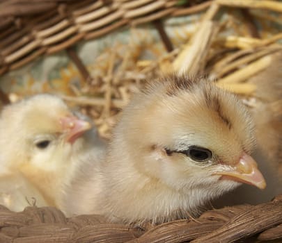 Basket of chicks
