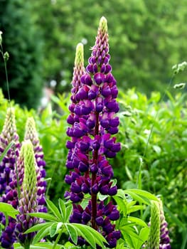 lupin