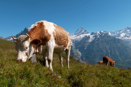 Simmental Cow II