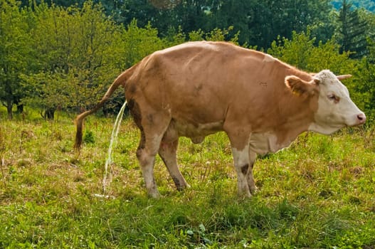Cow