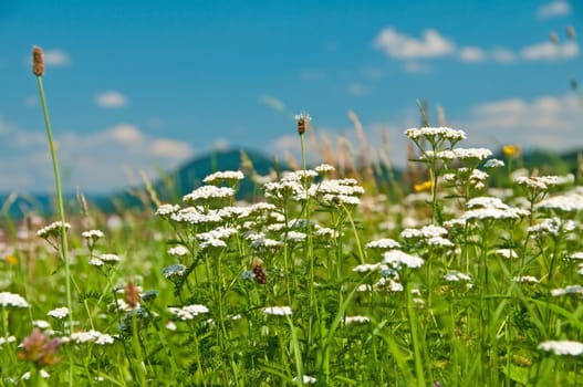 Meadow with yarrow,Achillea millefolium