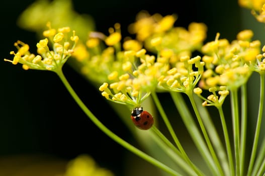 Fennel blossom with ladybug