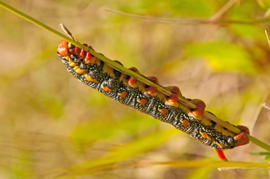 Caterpillar of the wolf hawkmoth,Hyles euphorbia