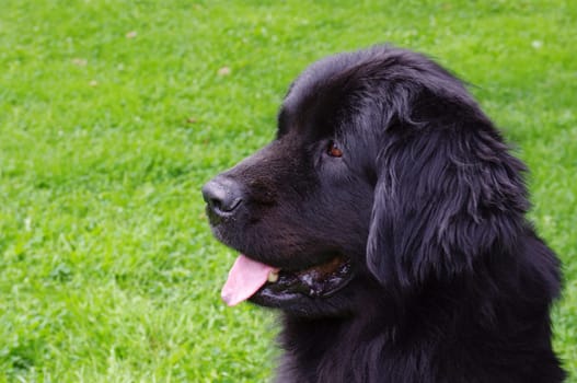 Newfoundland