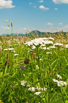 Meadow with yarrow,Achillea millefolium
