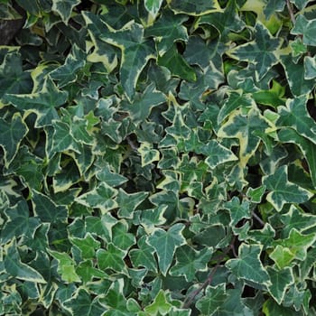 Ivy