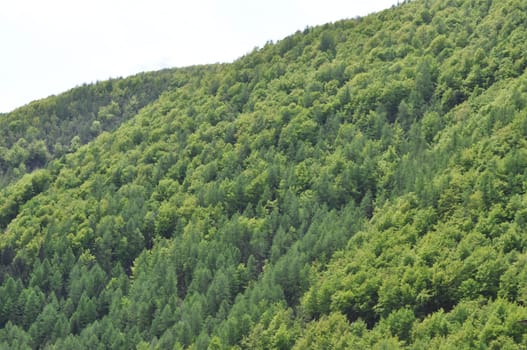 Hill