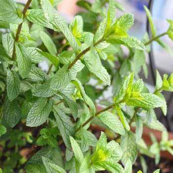 Peppermint