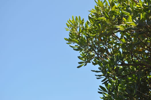 Oleander