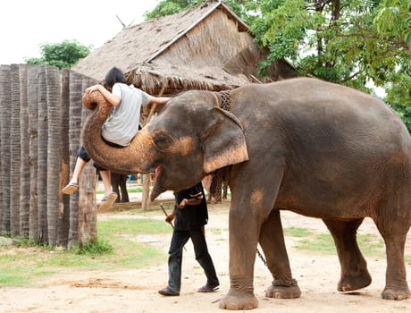 Teenager with elephant