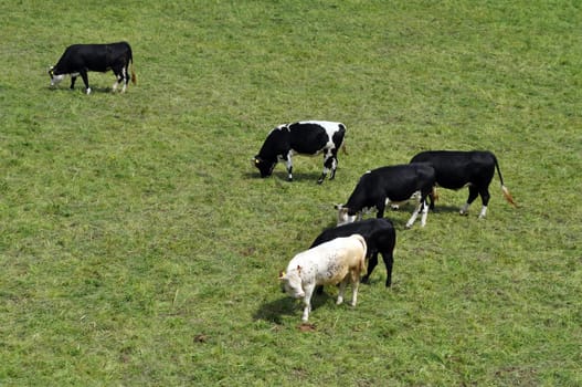 Cattle cow