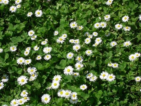 Daisy