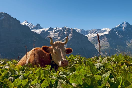 Simmental Cow III