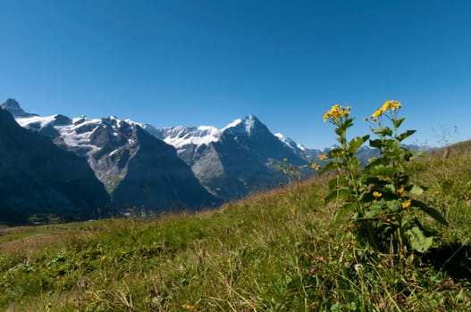 Alpine Flora I