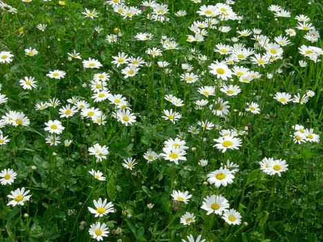 Daisy