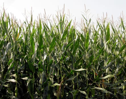 Maize corn