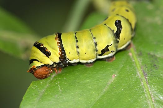 Butterfly Caterpillar II