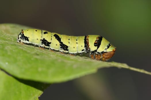 Butterfly caterpillar