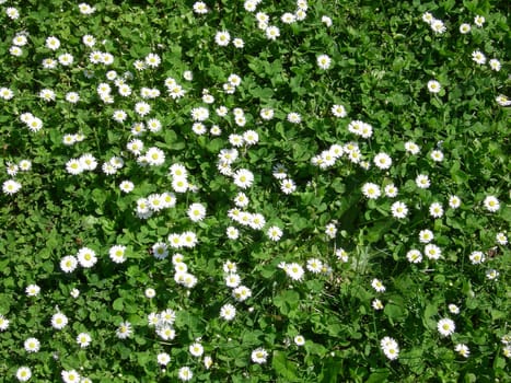 Daisy