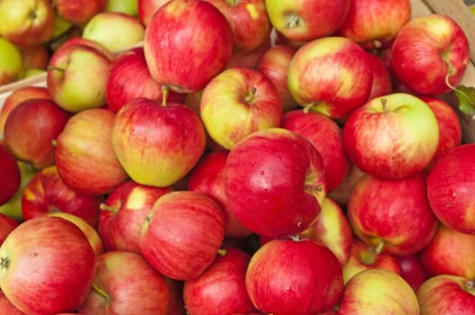 Apples without (New York)