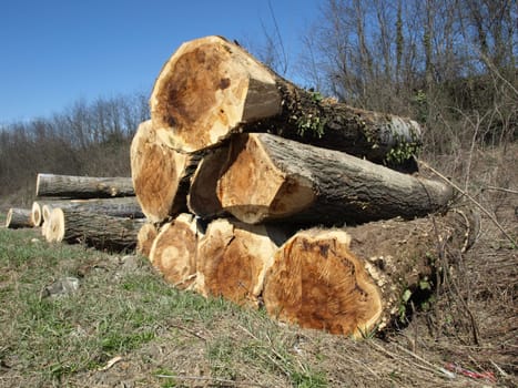 Timber