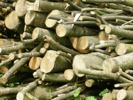 Logs