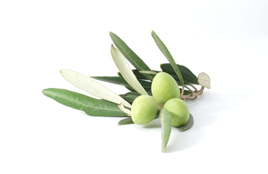 Olive branch