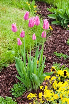 beautiful tulips in garden
