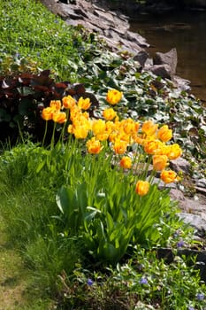 beautiful tulips in garden