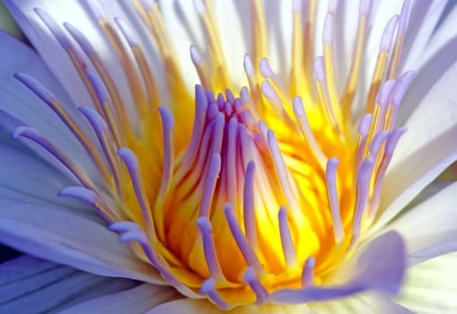 Nymphaea