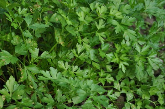 Parsley
