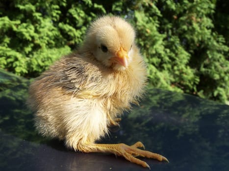 Chicks with long toes