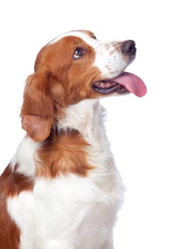 Nice hunting dog