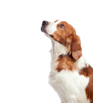 Nice hunting dog