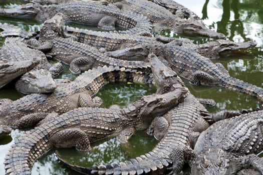 Crocodile